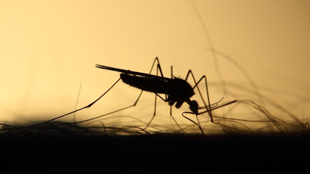 Summer season and malaria: Doctor explains risk factors that can make you fall sick | Health