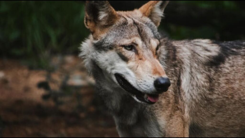 Suspected wolf attack claims child’s life in Bahraich’s Mahsi