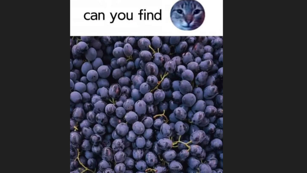 Test your observation skills: Find hidden cat in this image to claim the title of optical illusion king | Trending