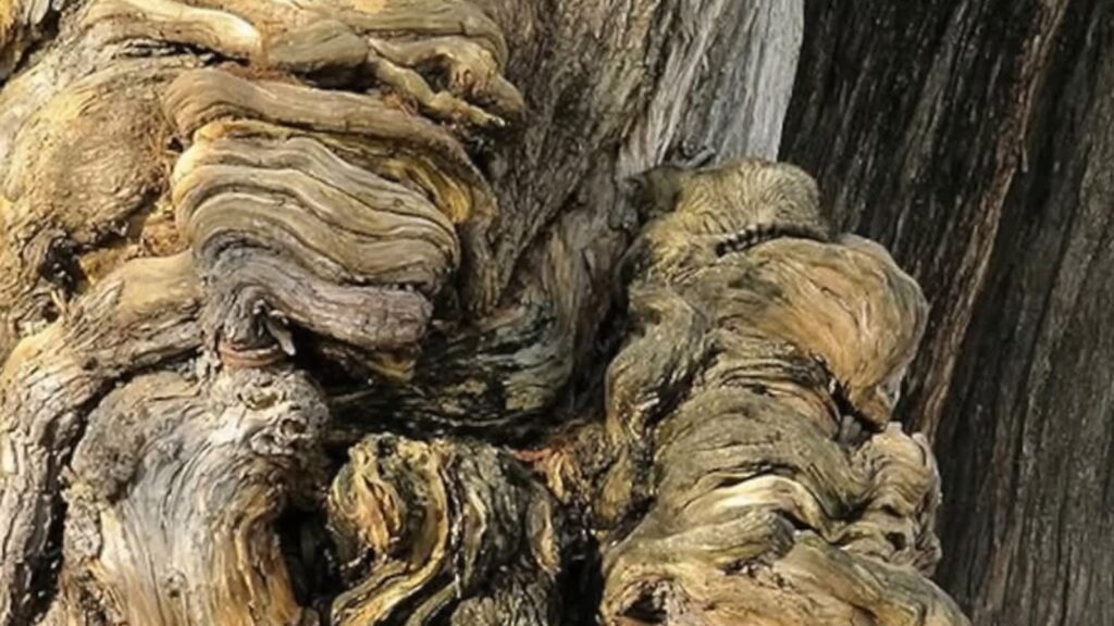 Test your perception: Find the hidden kitten in this tricky image to win crown of optical illusion master | Trending