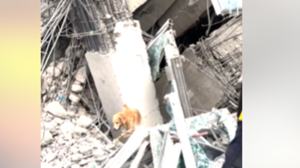 Thailand’s heroic dog unit searches for survivors under rubble in earthquake-stricken Bangkok. Video | Trending