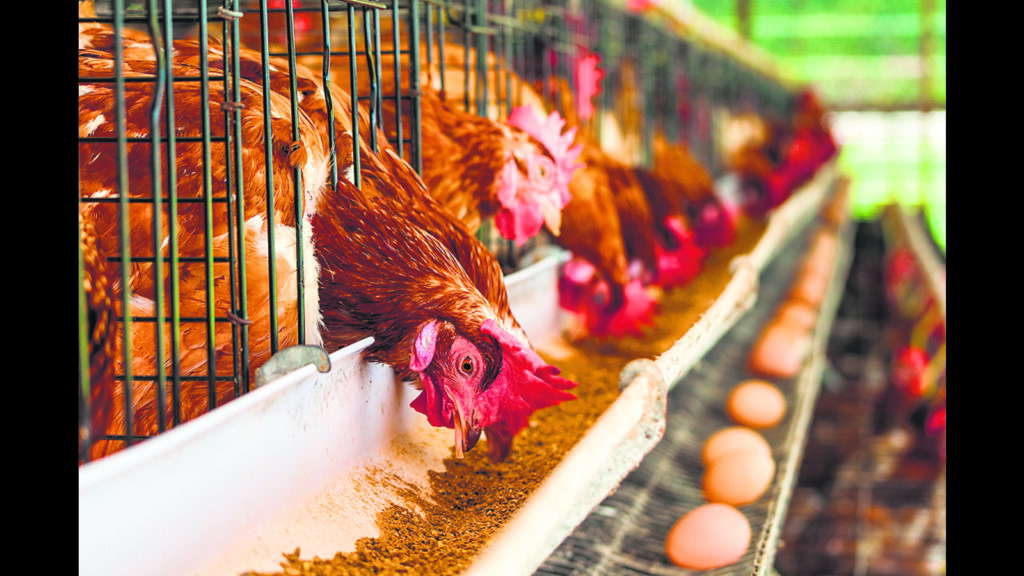 The plot chickens: Why the price of eggs is soaring (in some parts)