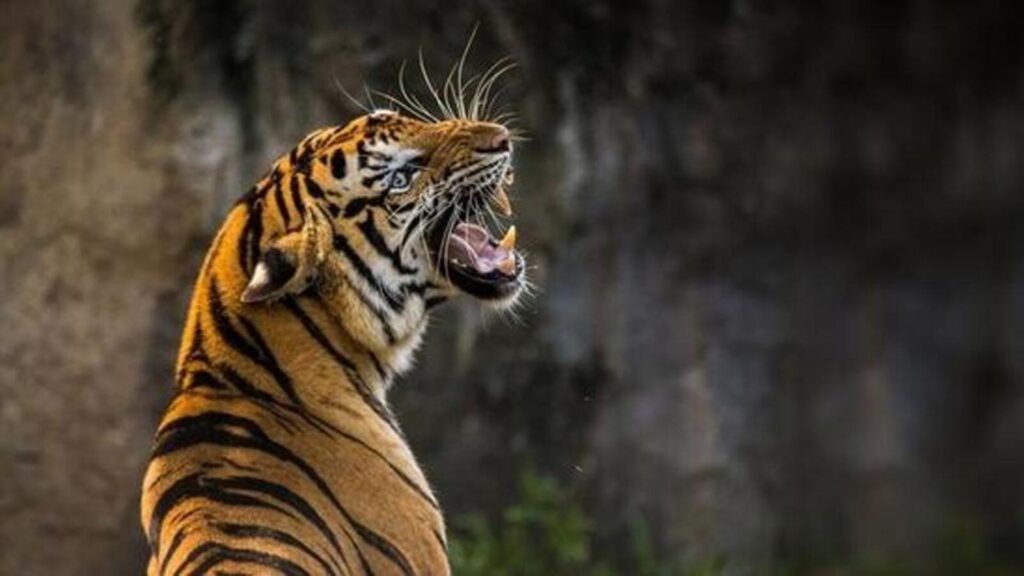 Tiger mauls 7-year-old boy to death in Ranthambore