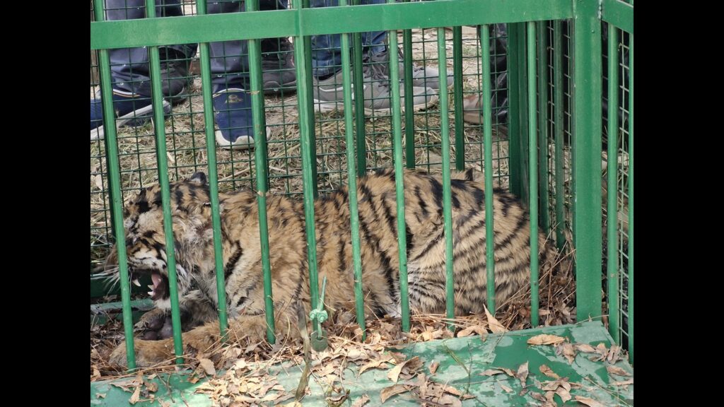 Tigress, cub captured in south Kheri forest division area
