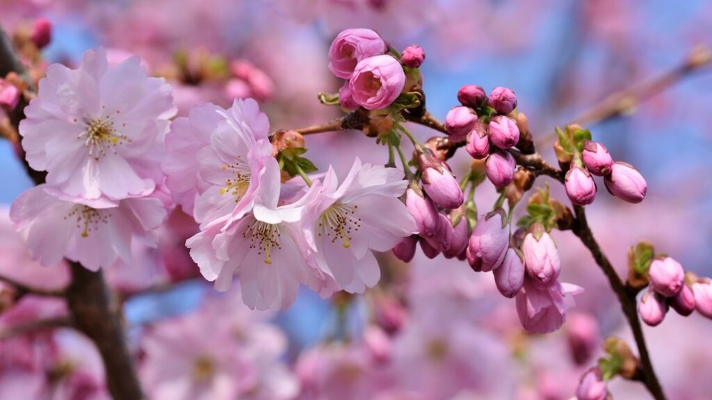 Top 5 dreamy spots that you must add to your 2025 cherry blossom bucket list | Travel