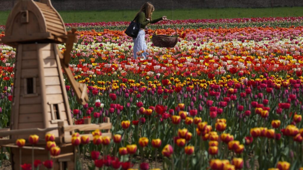 Tulip tourism is taking over Europe: Here’s where to find the best blooms | Travel