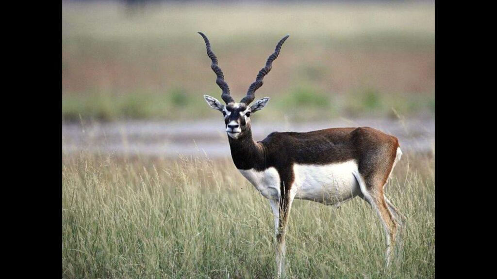 UP’s only blackbuck reserve to get a ₹5-crore fillip