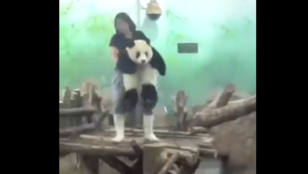 Viral video: Panda cub throws tantrum to avoid bath, internet can’t handle the cuteness | Trending