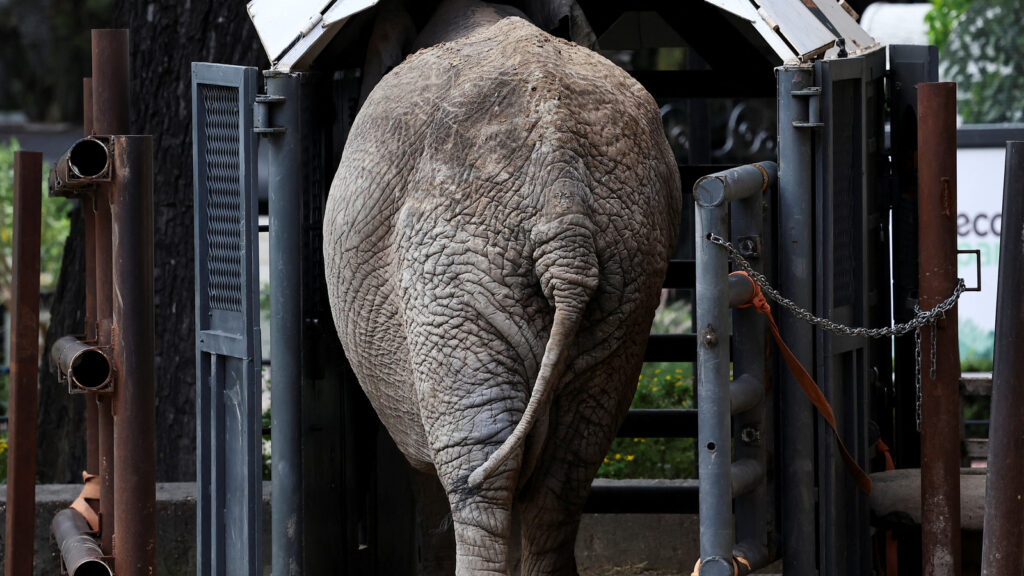 Watch: Elephants at San Diego zoo sense earthquake – What they do next is incredible