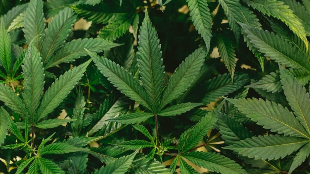 Why is 420 associated with weed and where did it originate? Answering all your questions