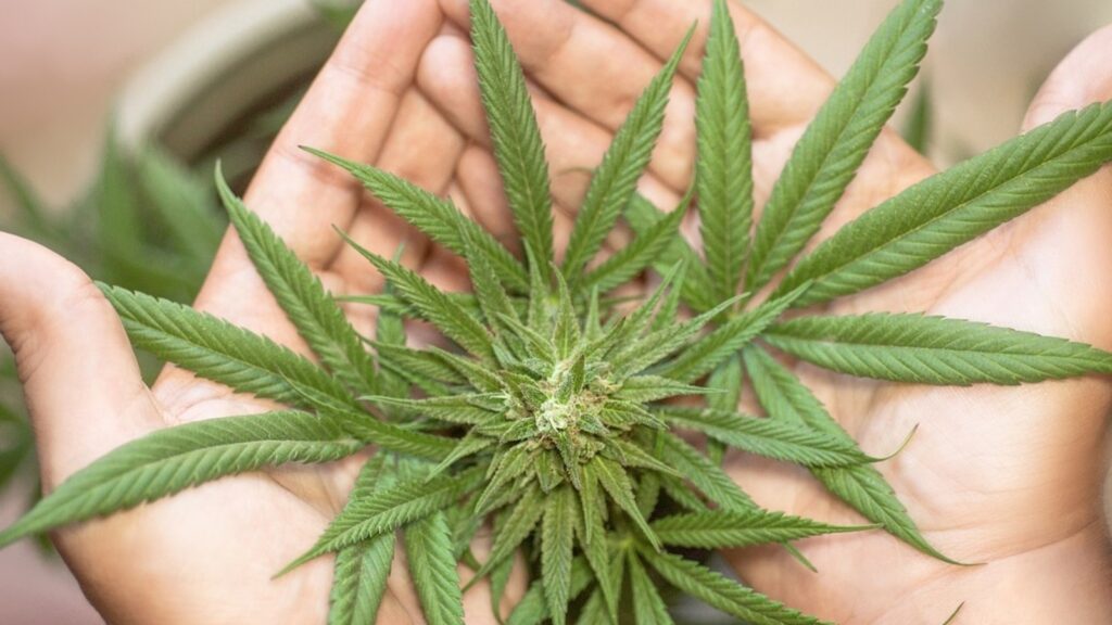 Why is April 20 the unofficial marijuana holiday in US? How 4/20 became a day to remember