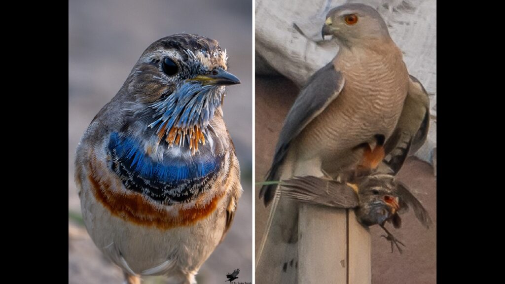 Wildbuzz | Shylock’s ounce of bird flesh