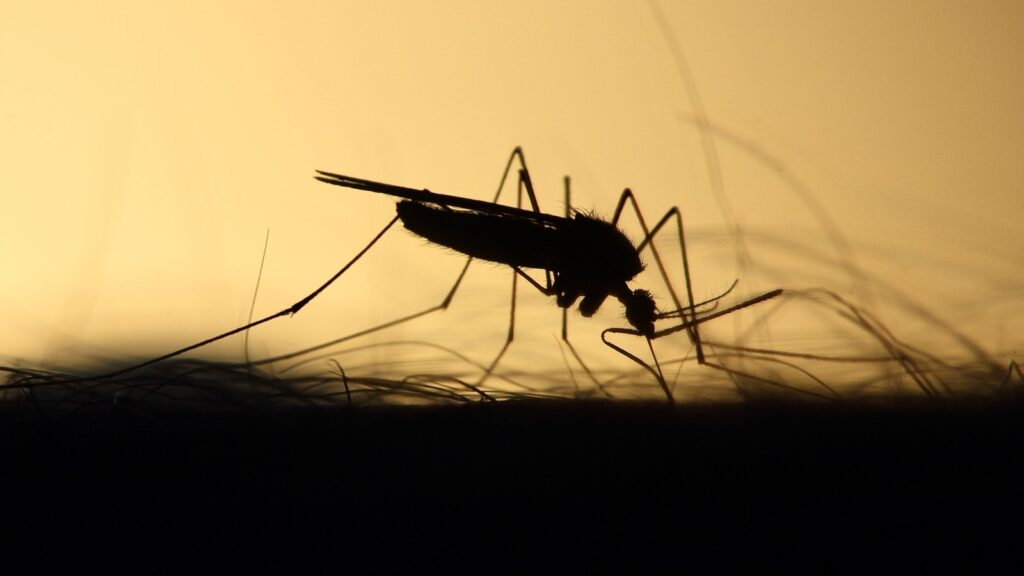 ‘She couldn’t walk’: 9-year-old gets rare infection after scratching mosquito bite | Trending
