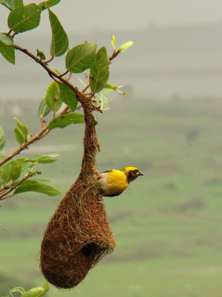 8 birds that make the most beautiful homes and nests