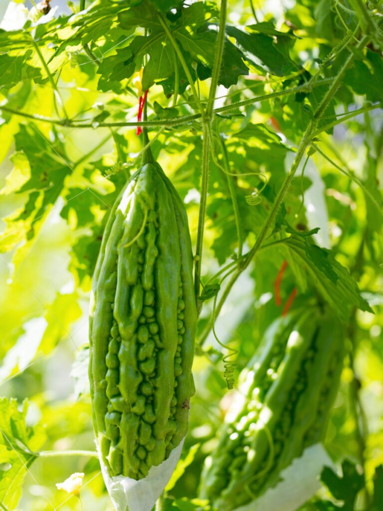 How to grow Bitter Gourd (karela) from seed in the balcony garden