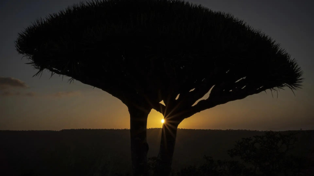 Dragon’s blood trees: Earth’s rarest trees under threat from climate change and goats
