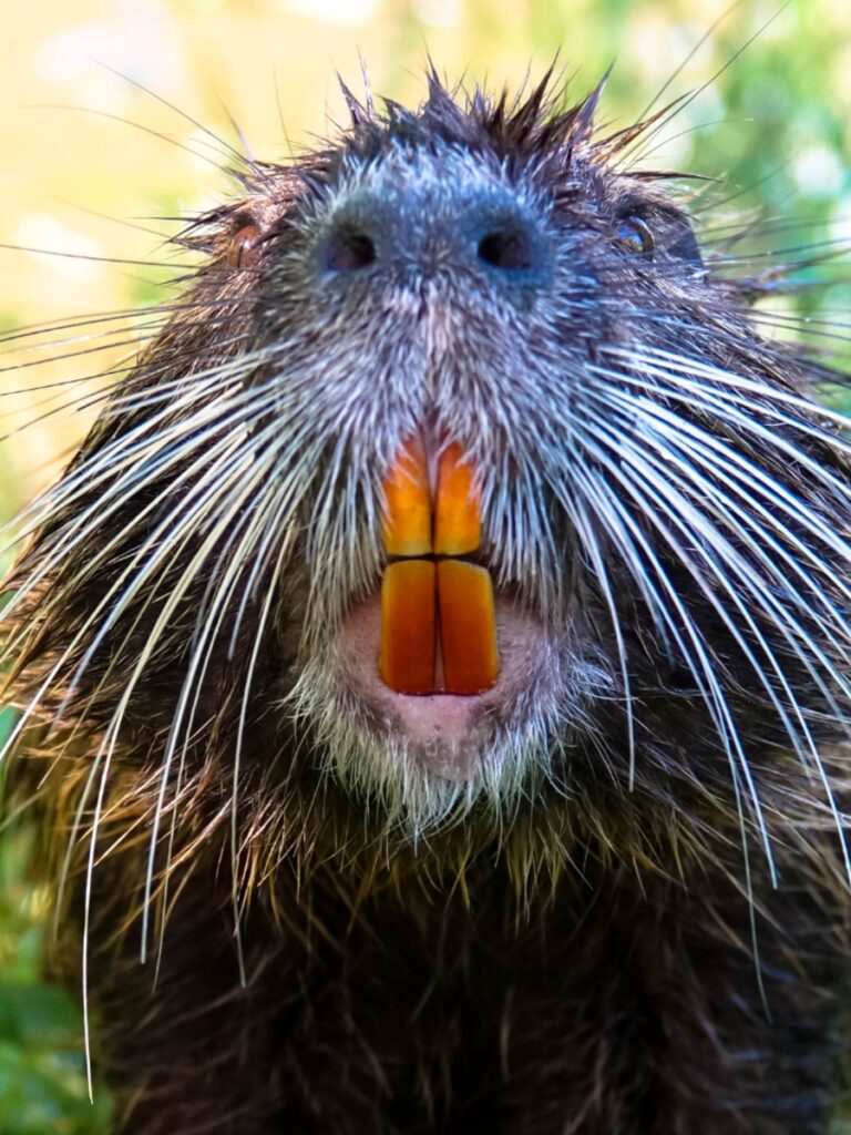8 animals whose teeth never stop growing
