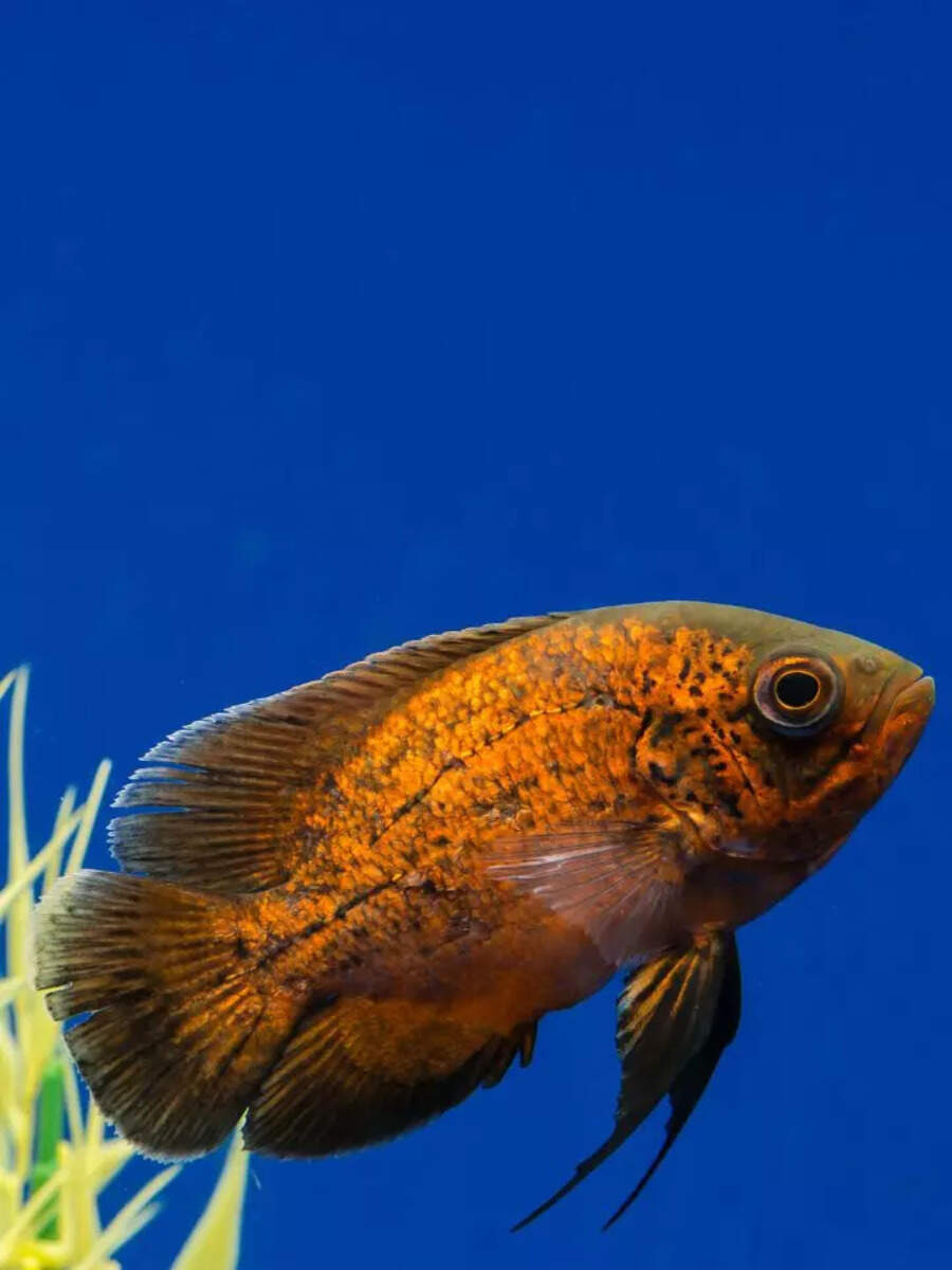 8 beautiful and intelligent aquarium fish NOT for beginners— only experts should handle