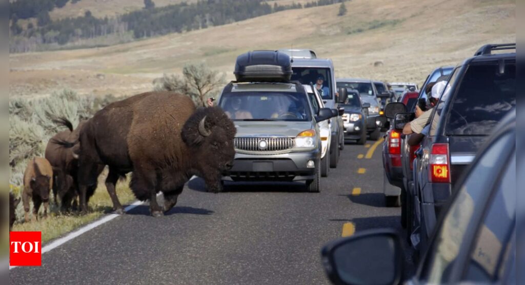 International tourists killed in vehicle crash were among millions drawn to the Yellowstone area | World News