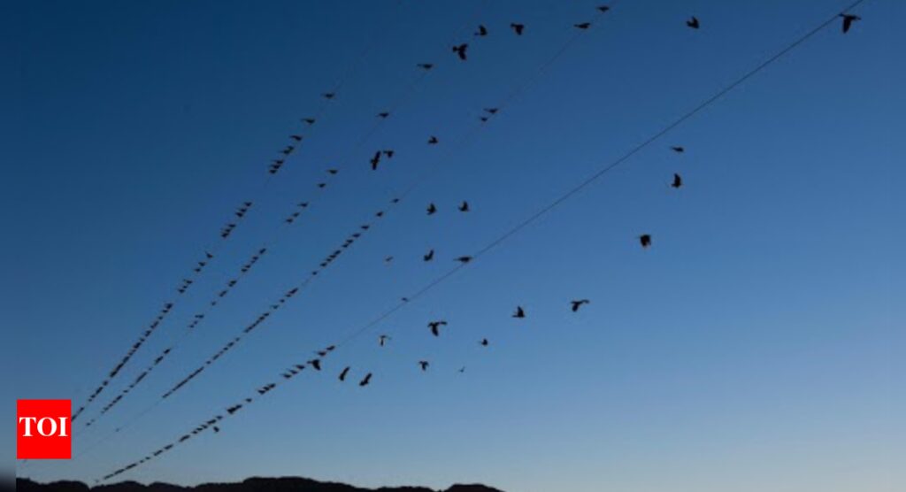 New research reveals where North American bird populations are crashing