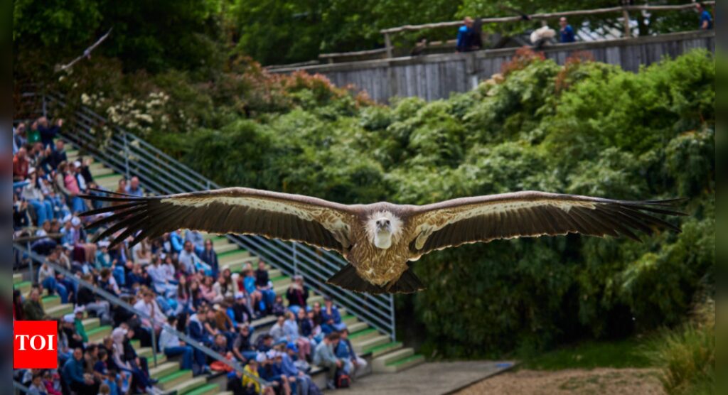 More than 120 endangered vultures killed in South Africa poisoning