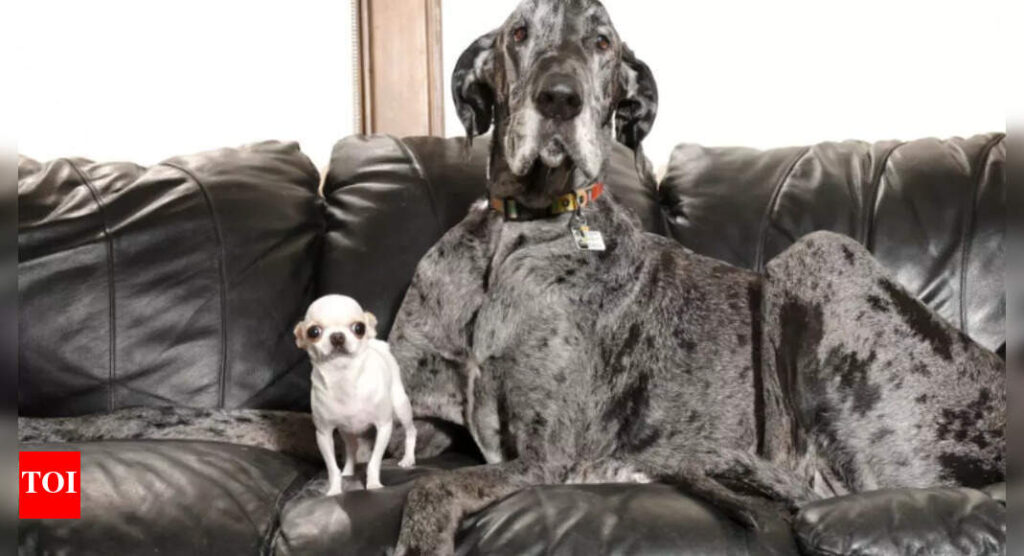 World’s tallest and smallest dogs share adorable playdate in Idaho Falls organised by Guinness World Records | World News