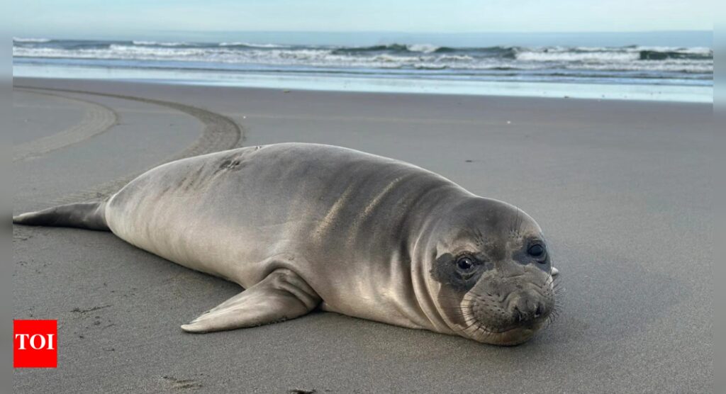 Baby seal stabbed on Oregon coast prompts search for suspect
