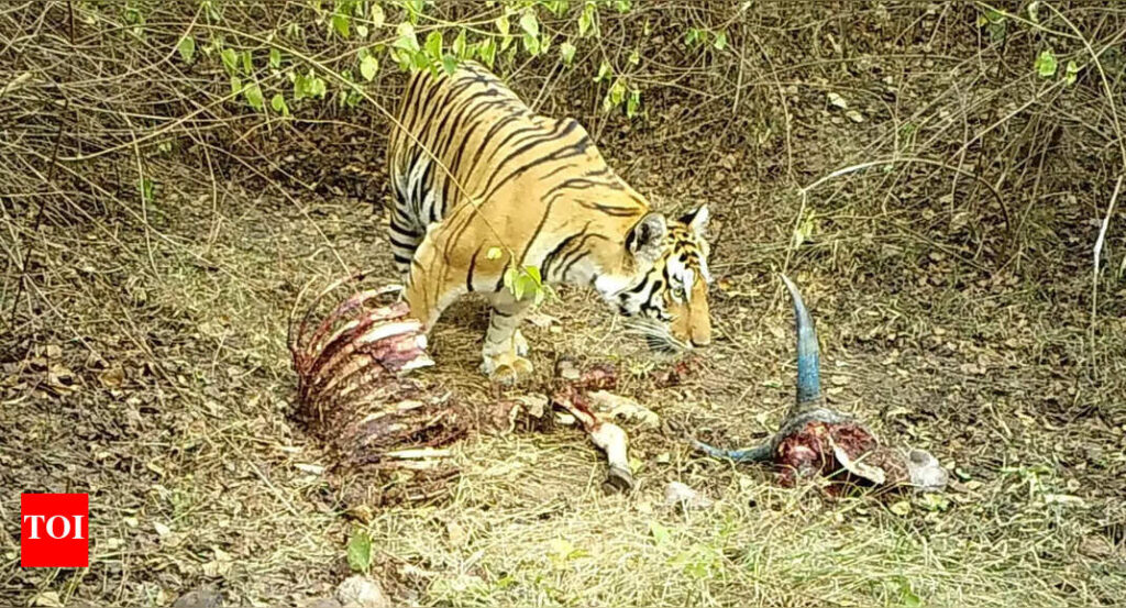 Revolutionary DNA Technology to Tackle Human-Wildlife Conflict | Bengaluru News