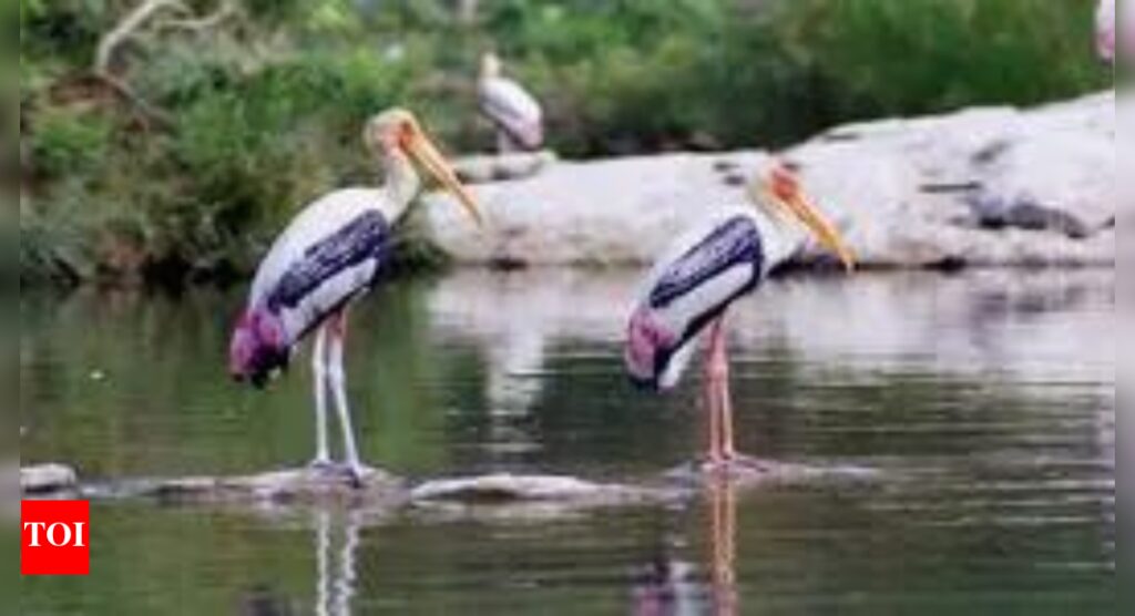 How climate change is altering bird migration | World News