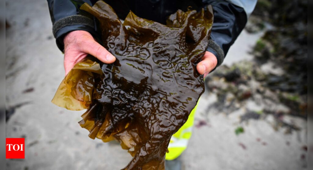 Australian seaweed farm tackles burps to help climate |