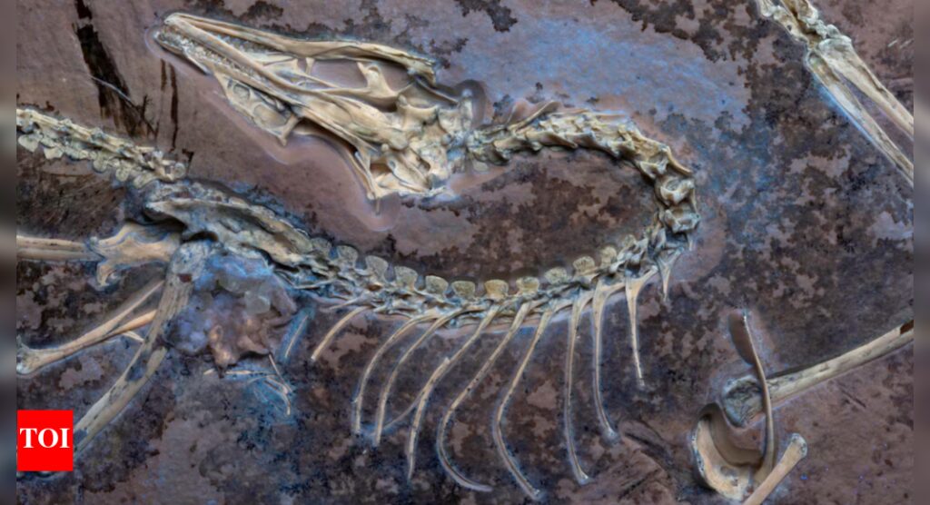 Ancient dinosaur fossil reveals secrets of the first bird flight, 150 million years ago |