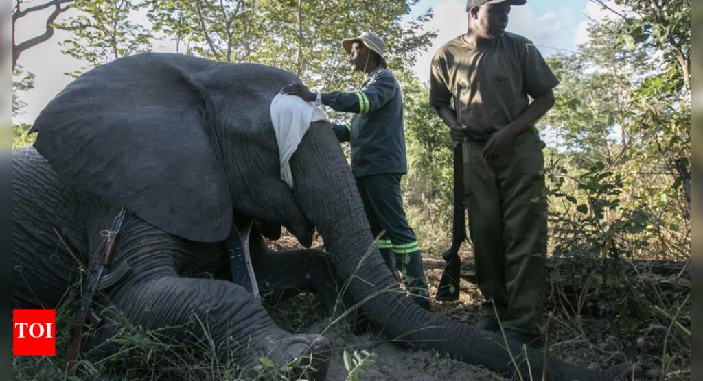 Zimbabwe is full of elephants and conflict with villagers is growing, a new approach hopes to help