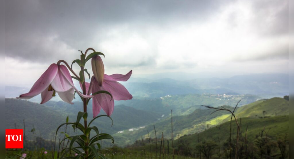 Shirui Lily festival: A five-day celebration of culture, nature and adventure in Manipur’s Ukhrul | India News