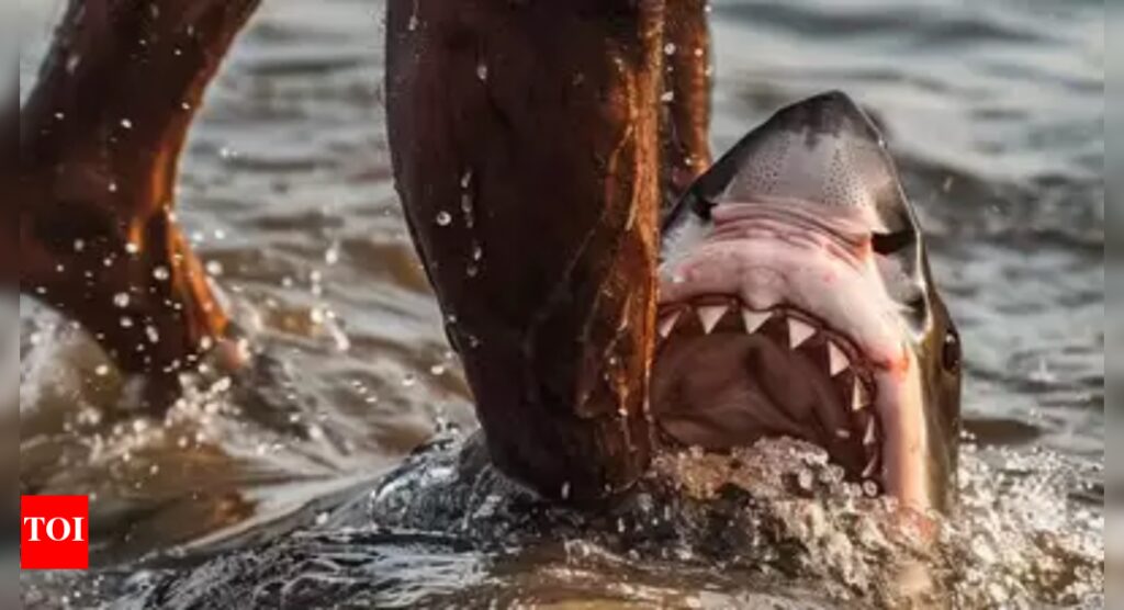 ‘Alpha predator’ sharks and humans clash on an Israeli beach