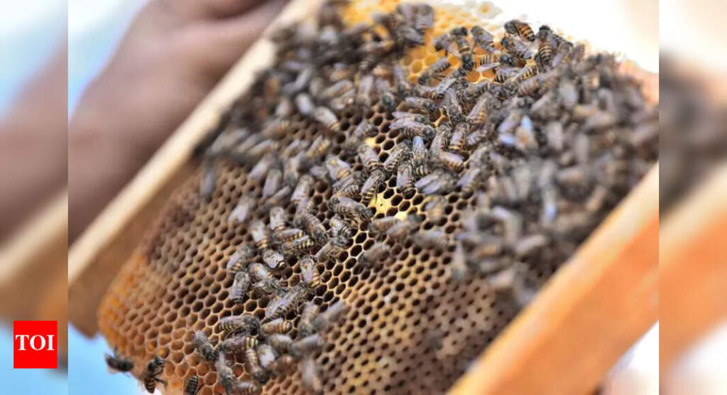 State insect to heritage sites, Karnataka government dragging feet over major announcements, say activists | Bengaluru News