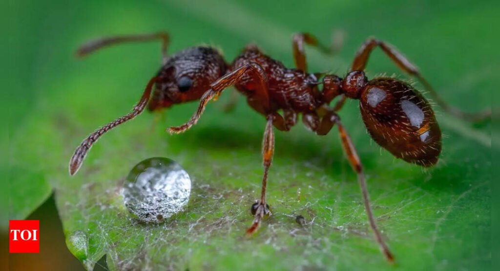 Scientists gave ants caffeine—what happened next would blow your mind