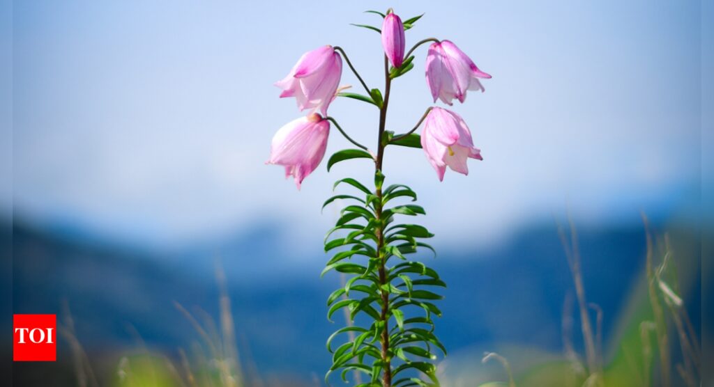 Shirui Lily fest set to return after 2 years amid tight security in restive Manipur | India News