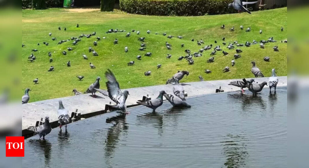 Why 39.2C feels like 48.5C: Capital braves high humidity; air turns poor | Delhi News
