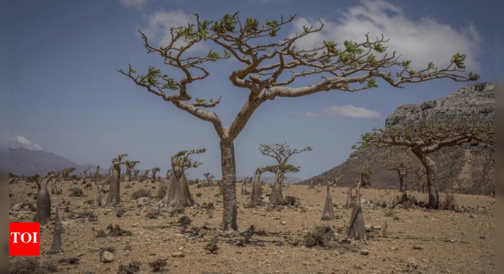 Strong climate plans antidote to prevailing economic uncertainty: UN climate change chief |