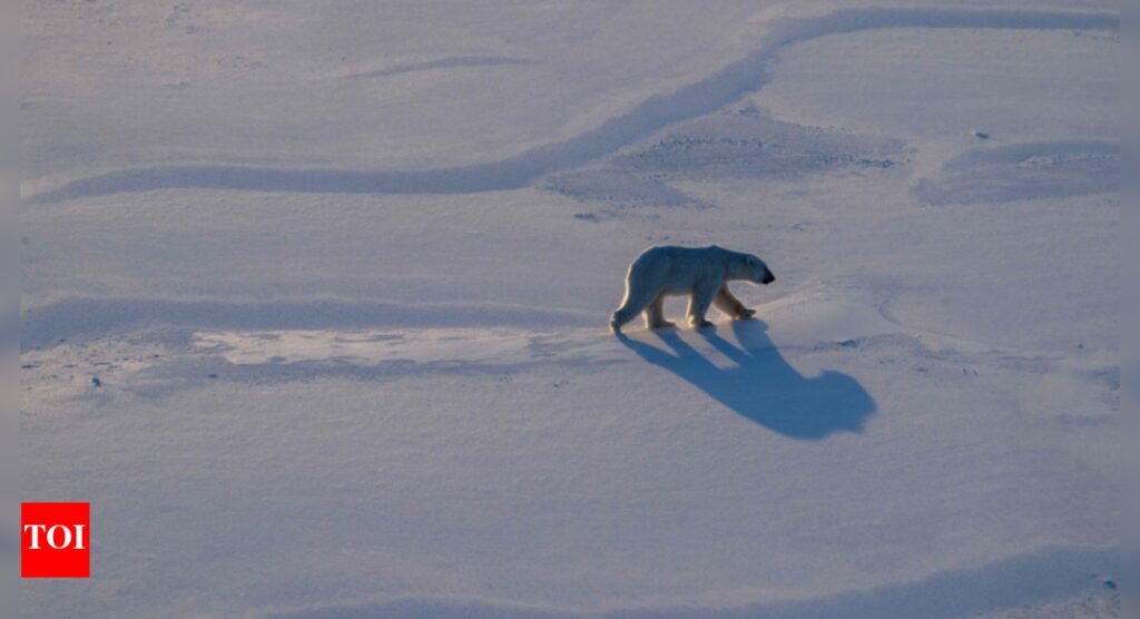Polar bear biopsies to shed light on Arctic pollutants |