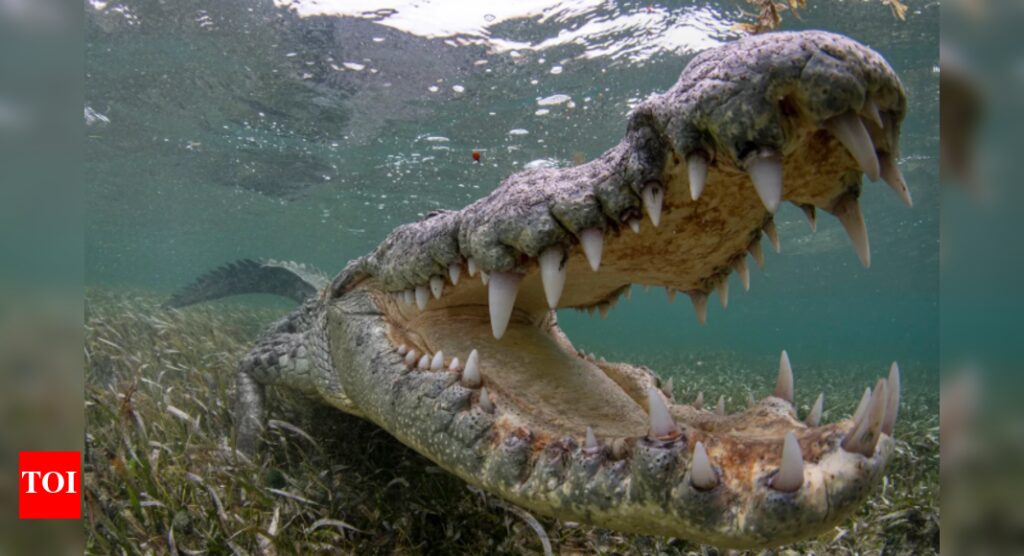 Scientists discover new crocodiles on Mexican islands that remained hidden for centuries