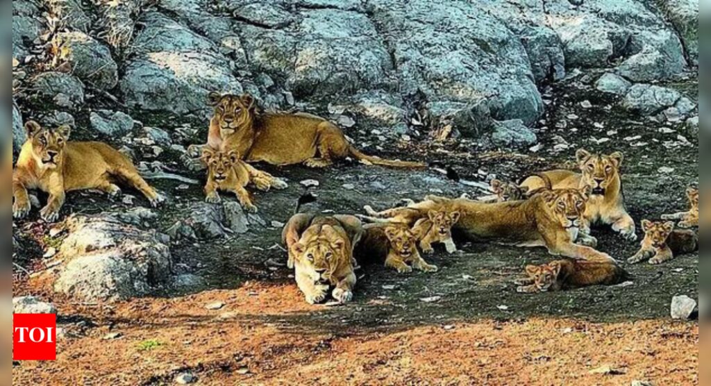India’s lion population rises by a third | India News