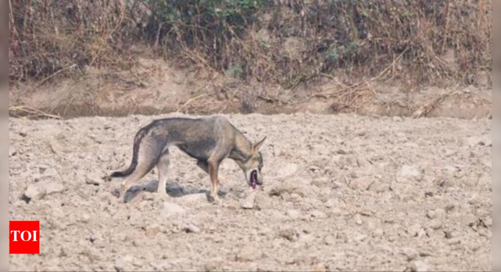 Rare Indian grey wolf’s sighting reported along Yamuna floodplain near Palla | Delhi News