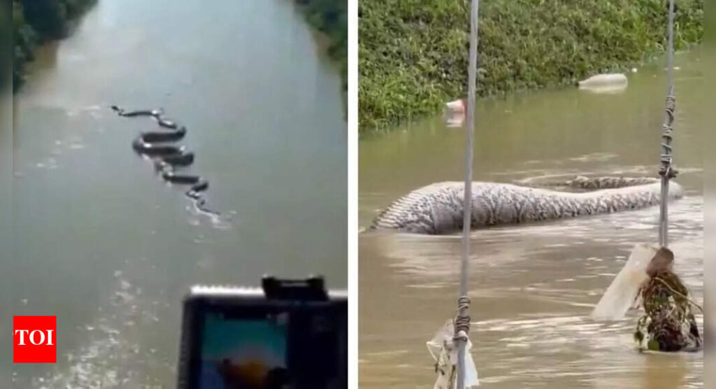 From giant anaconda in the Amazon to massive python in floodwaters: 5 viral snake videos that give us goosebumps
