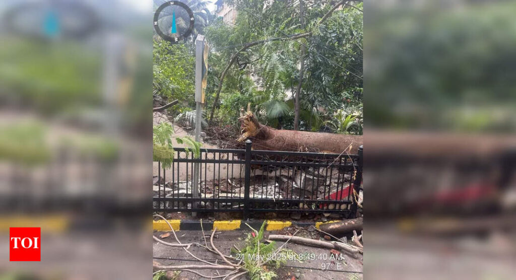 Man lands in hosp as tree falls on parked vehicles in Byculla | Mumbai News