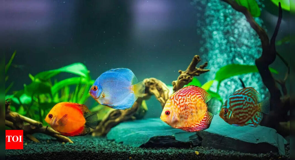 5 beautiful and exotic pet fishes for home aquarium– And their care guide