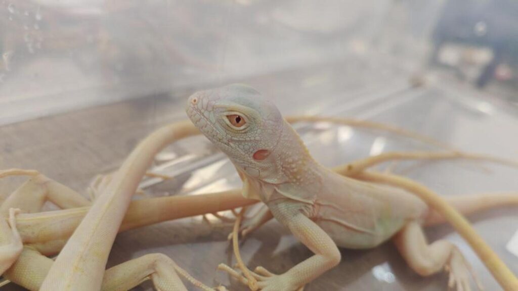 36 endangered reptiles seized at Mumbai airport | Mumbai news