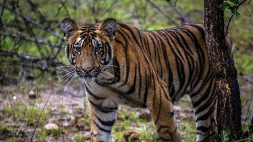 4 women mauled to death by tigers in Chandrapur | Mumbai news
