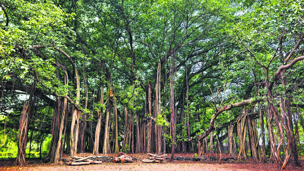 A horticulturist bids adieu to the magnificent trees of TIFR | Mumbai news