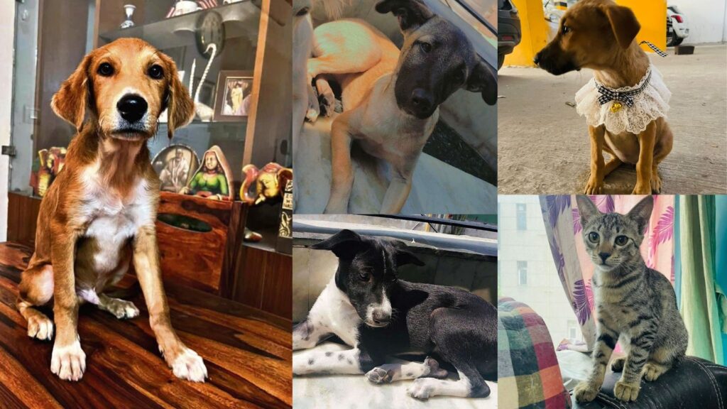 Adopt a Pet: Delhi-NCR residents, bring home a loving companion from this bunch of furry buddies